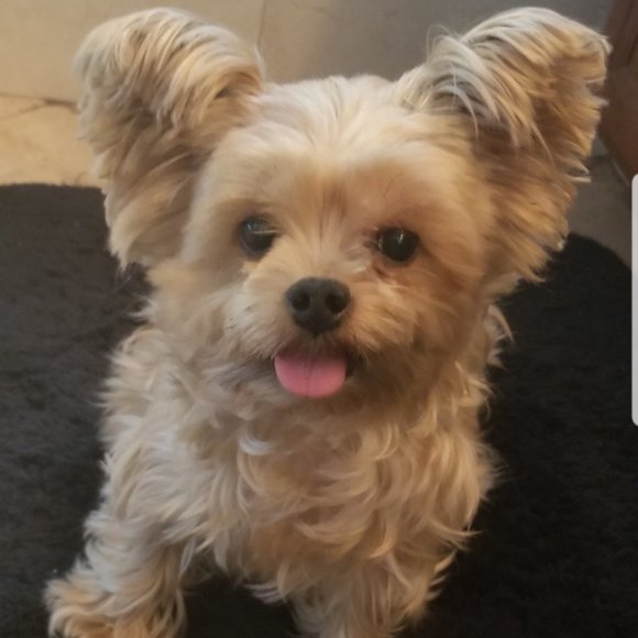 Meet your Posher, Marilyn aka My Girl Flair - Picture 2 of 2